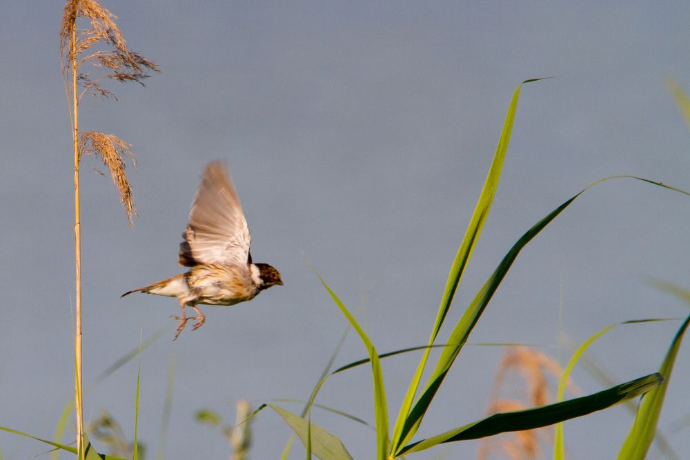 Der Rohrspatz...