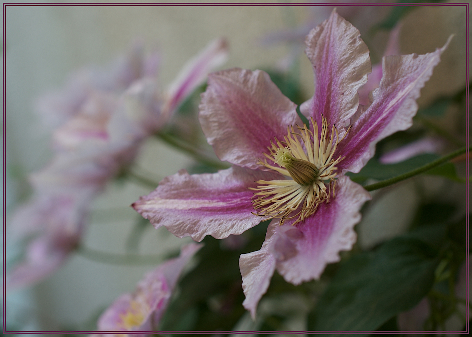 Der rosa Empfang...