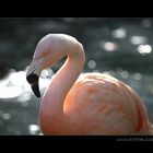 Der rosa Flamingo