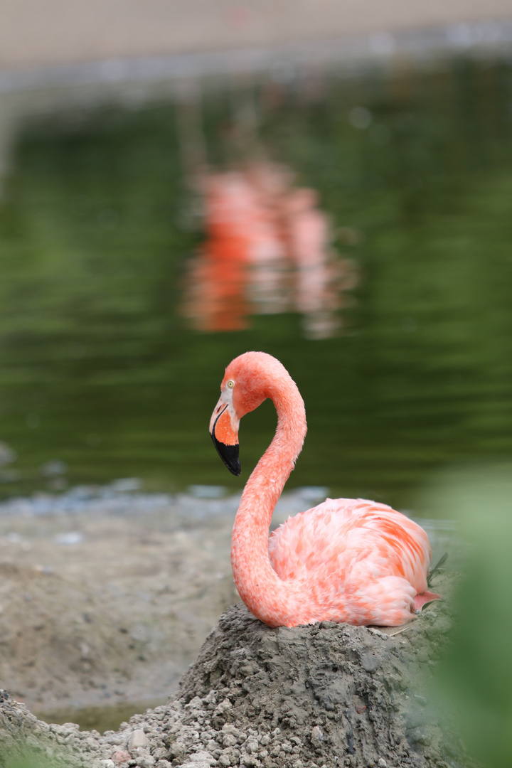 Der rosa Fleck im See.