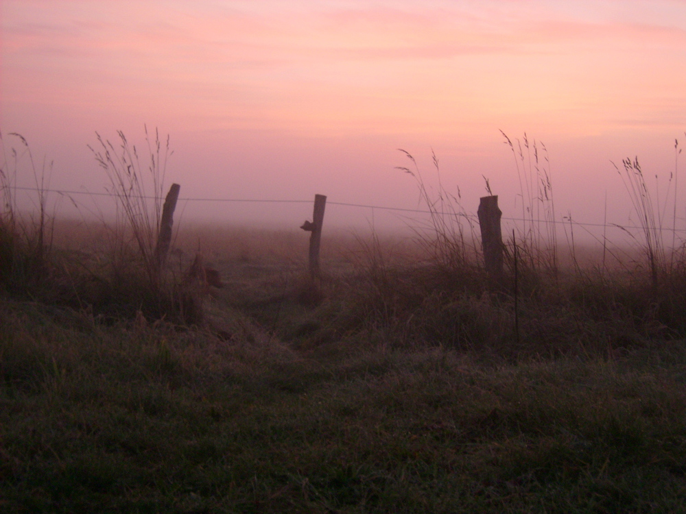 Der rosa Morgen 2