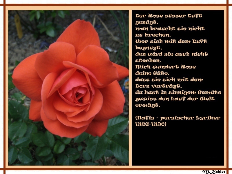 Der Rose süsser Duft.....