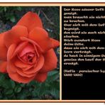 Der Rose süsser Duft.....