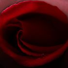 Der Rosen-Mund