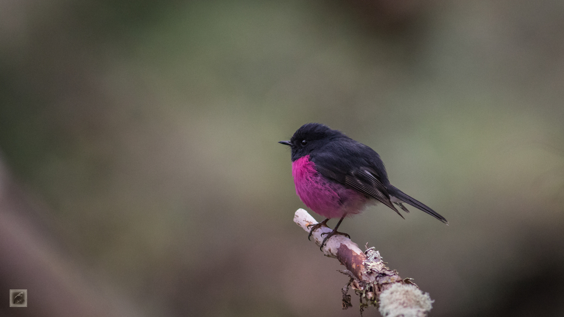 Der Rosenbrustschnäpper (Petroica rodinogaster) 