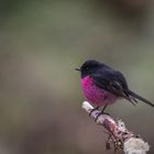 Der Rosenbrustschnäpper (Petroica rodinogaster) 