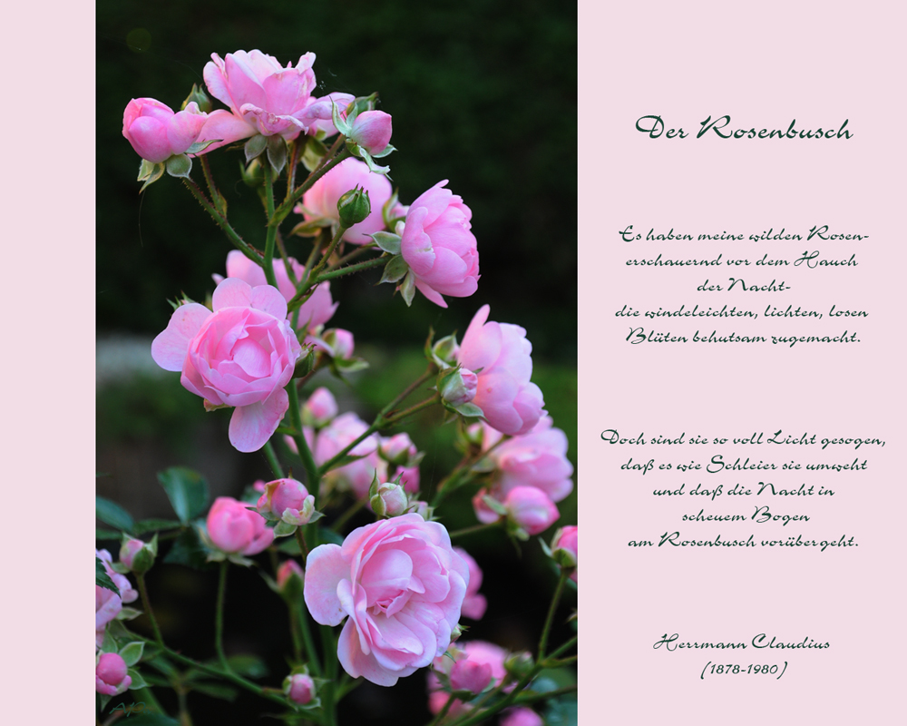 Der Rosenbusch