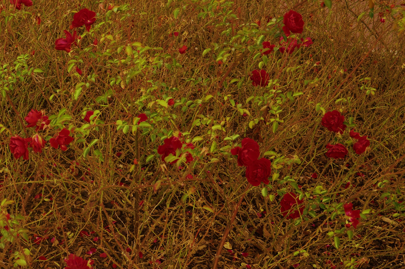 ...der Rosengarten im November....