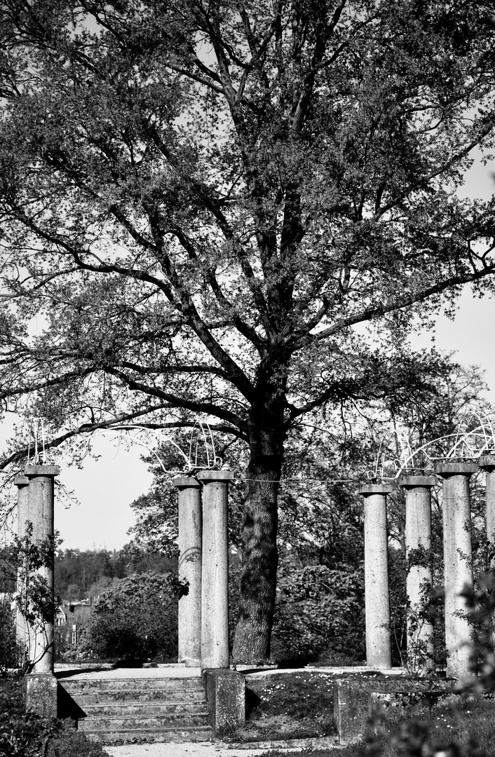 der Rosengarten im Rosensteinpark 3