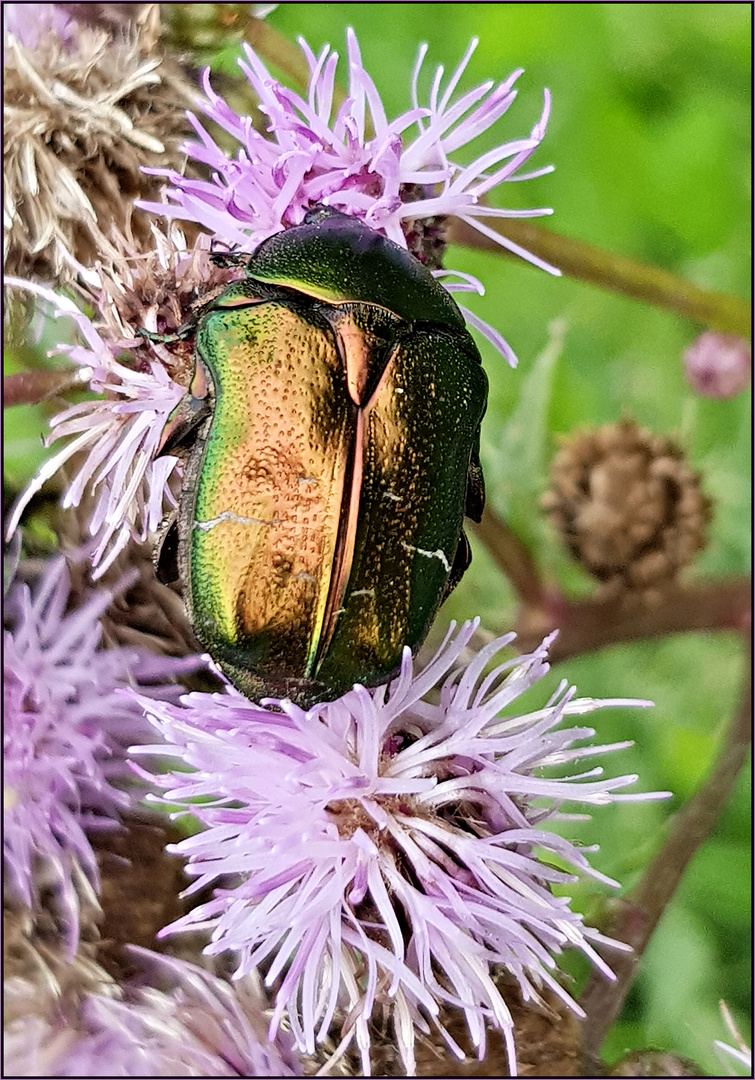 Der Rosenkäfer.....