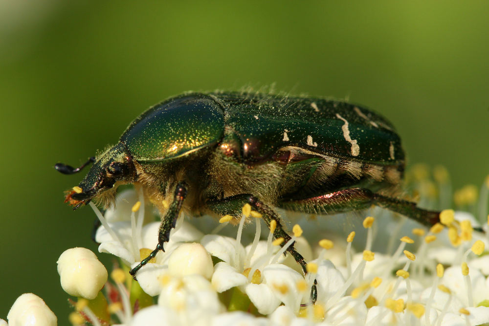 Der Rosenkäfer (Cetonia aurata)