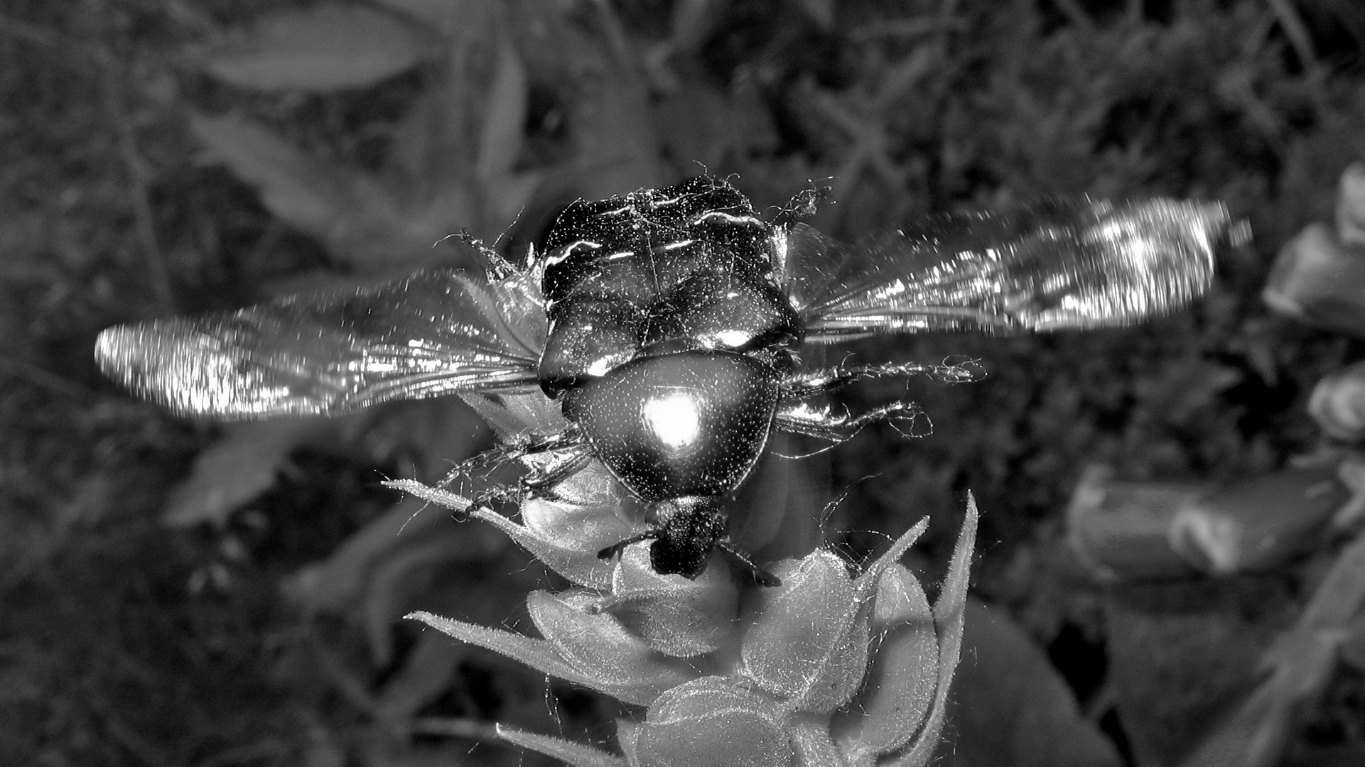 Der Rosenkäfer Cetonia aurata beim Abflug - . . .