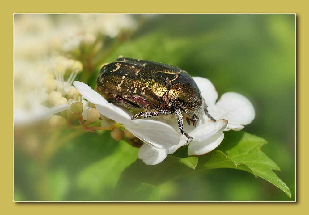 Der Rosenkäfer (Cetoniinae)......