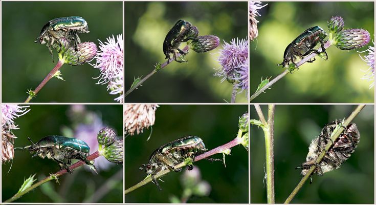 Der Rosenkäfer scheint so träge - aber oha!!!