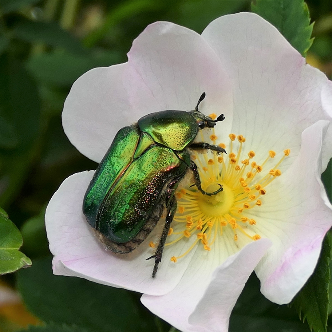 Der Rosenkäfer stattete auch unserem Garten einen Besuch ab ....