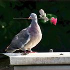 Der Rosenkavalier - Das Original ....