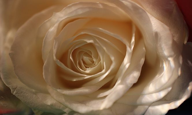 " Der Rosenkavalier in Action"