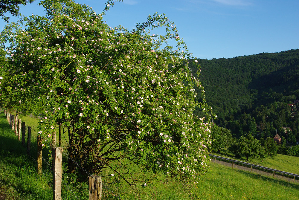 Der Rosenstrauch