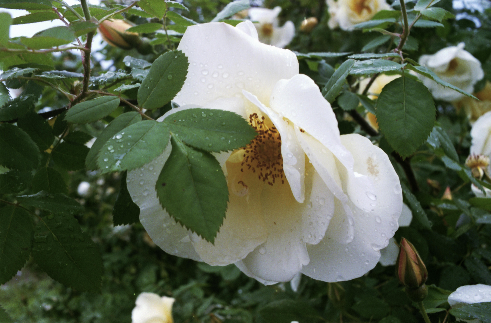 Der Rosenstrauch nach dem Regen