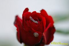 Der Rosenwurm