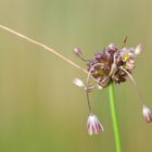 Der Ross-Lauch (Allium oleraceum)