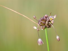 Der Ross-Lauch (Allium oleraceum)