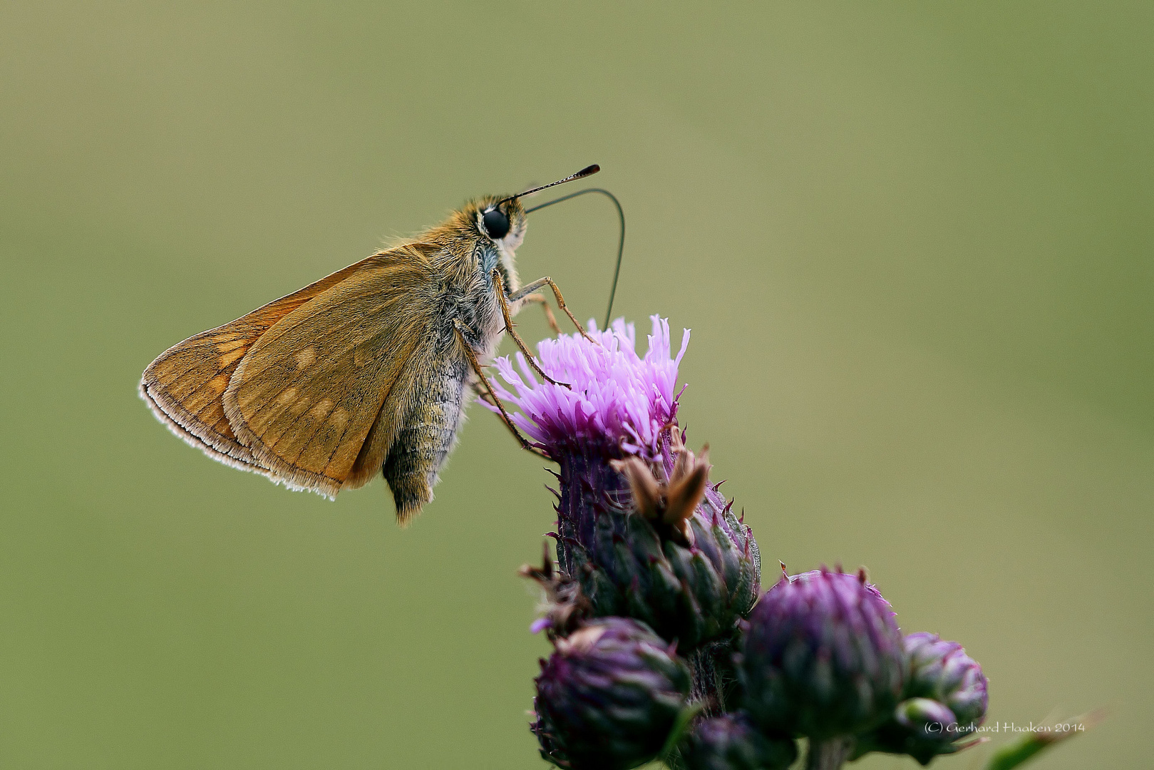 Der Rostfarbige Dickkopffalter (Ochlodes sylvanus)