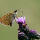 Der Rostfarbige Dickkopffalter (Ochlodes sylvanus)