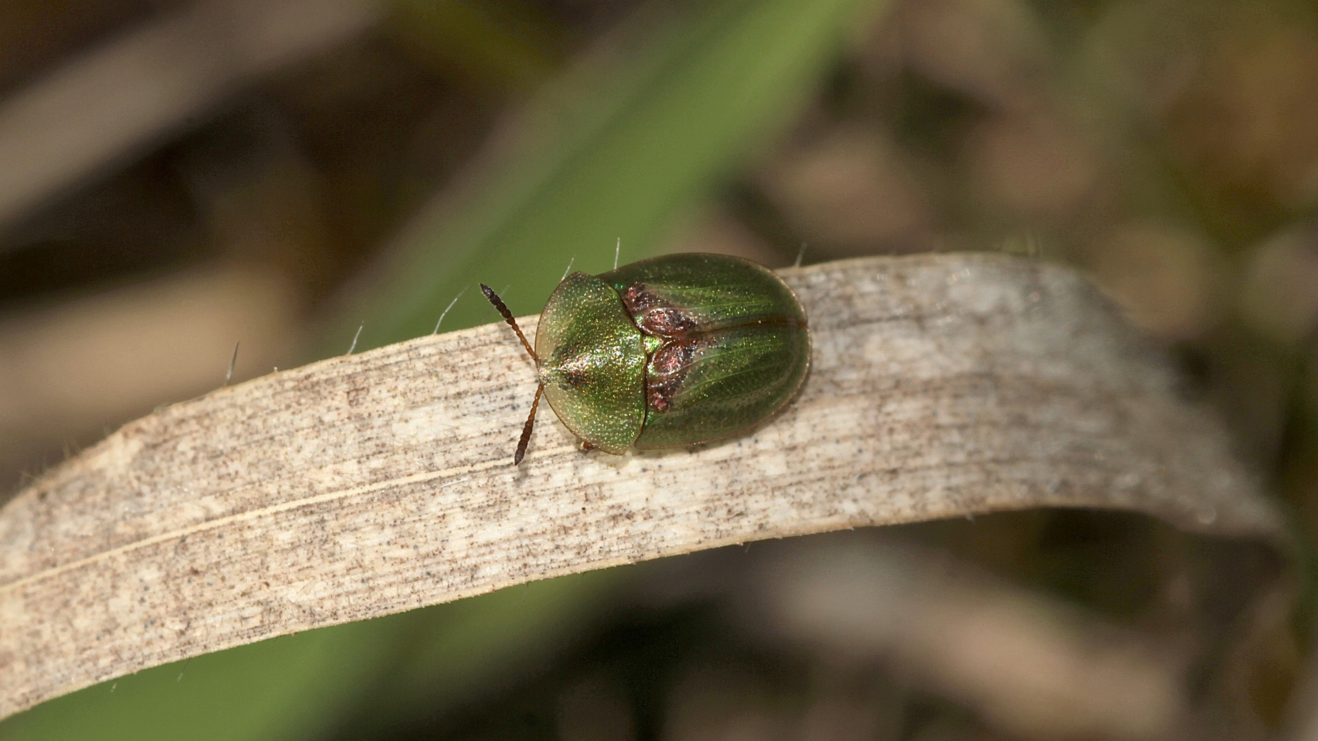 Der Rostige Schildkäfer (Cassida vibex)