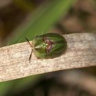 Der Rostige Schildkäfer (Cassida vibex)