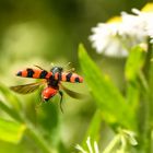 Der rot-schwarze Buntkäfer im Anflug