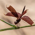 Der Rotbrauner Waldgeist (Neurothemis fulvia)