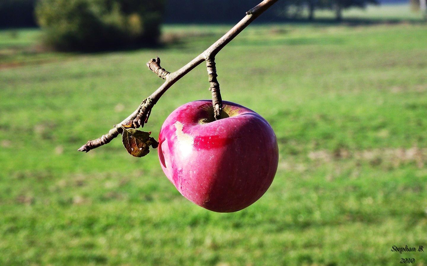 Der Rote Apfel aus Schorstedt