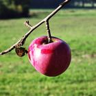 Der Rote Apfel aus Schorstedt