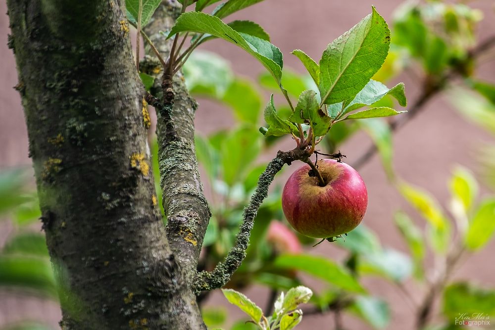 Der rote Apfel