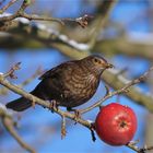 Der rote Apfel und die Schwarzdrossel