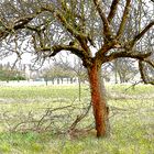 Der rote Apfelbaum