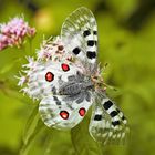 Der Rote Apollo (Parnassius apollo) mit ganz offenen Flügeln! --- L'Apollon rouge se fait rare! 