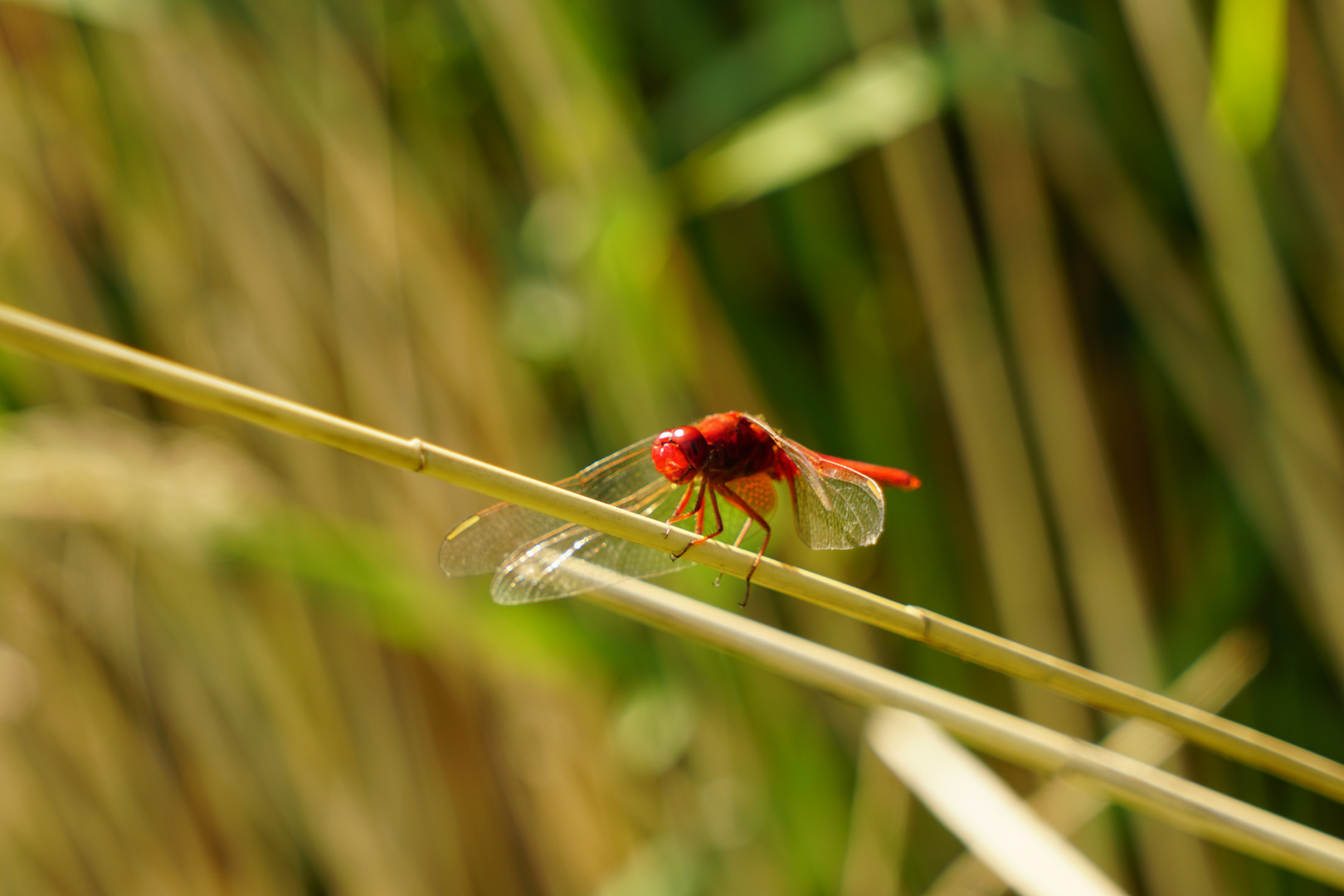 ''Der rote Baron''