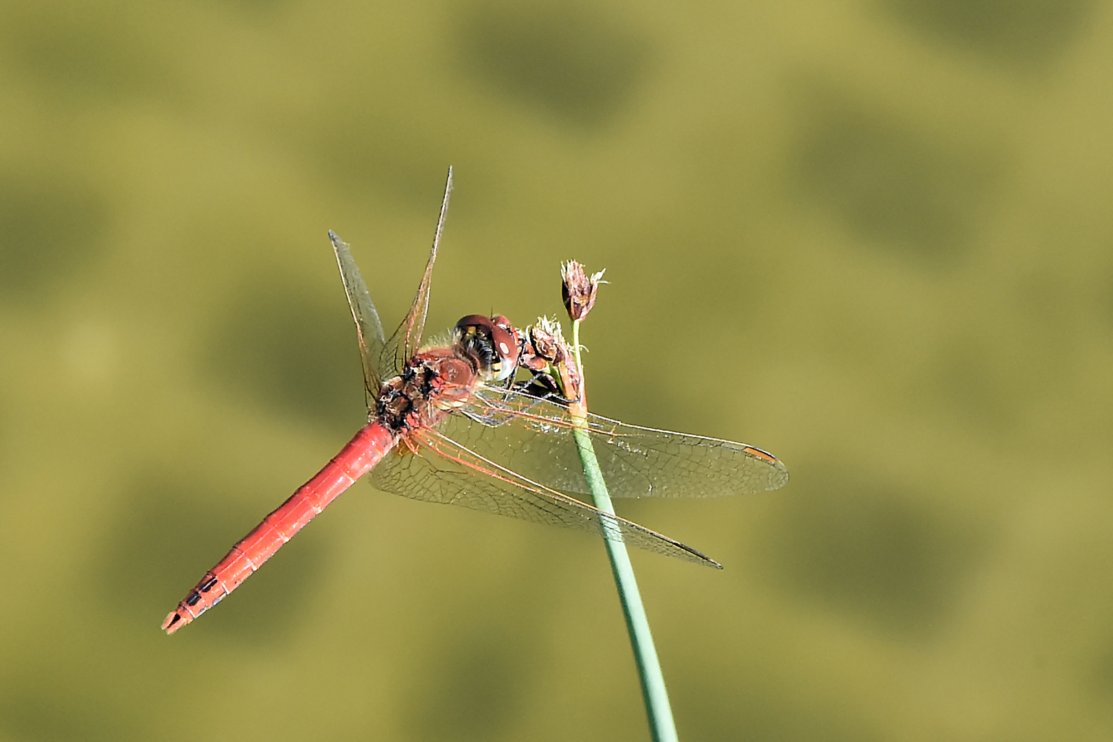 Der rote Baron