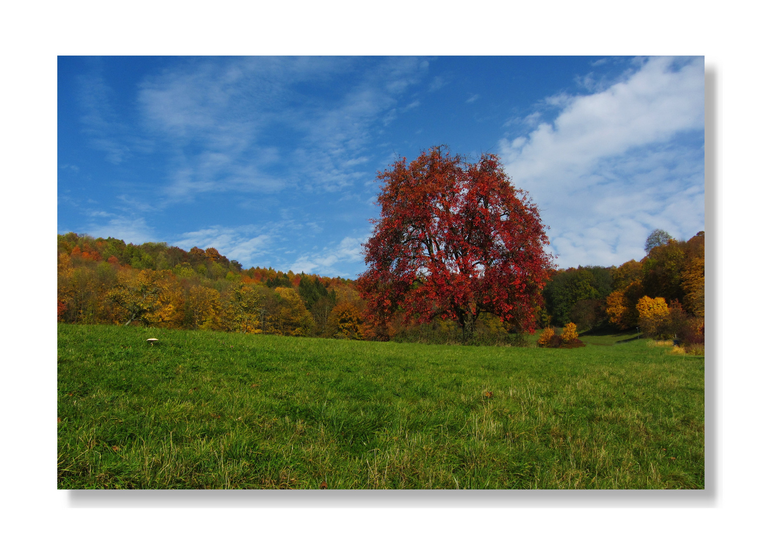 Der rote Baum...