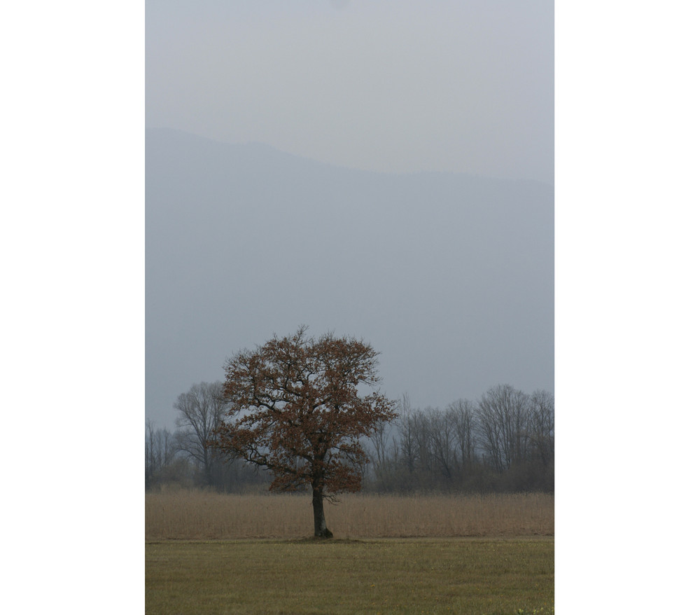 der rote Baum