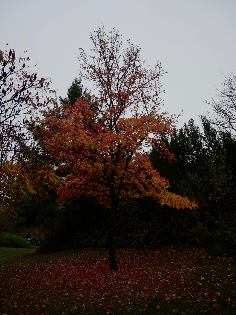 Der rote Baum