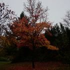 Der rote Baum