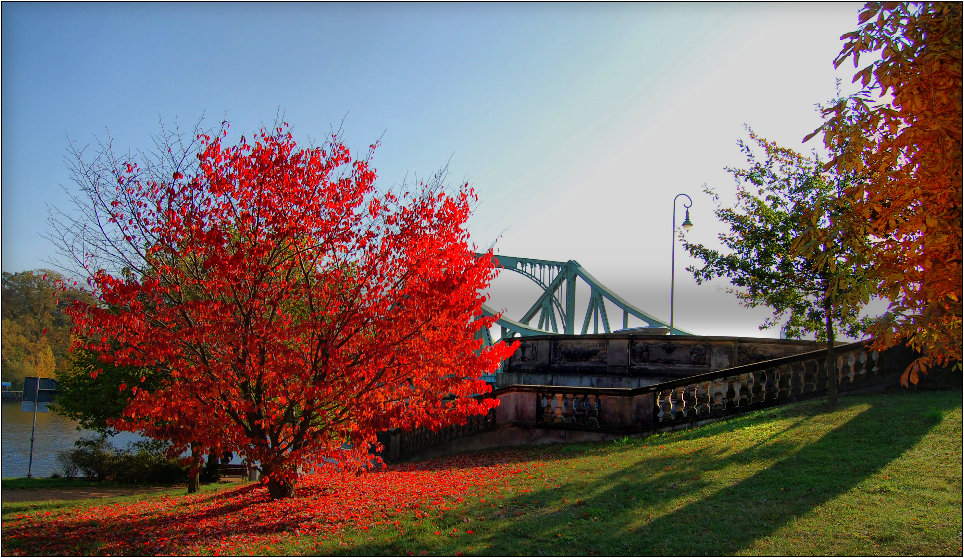 der rote Baum an der Glienicker Brücke