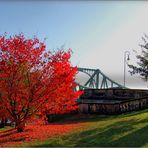 der rote Baum an der Glienicker Brücke