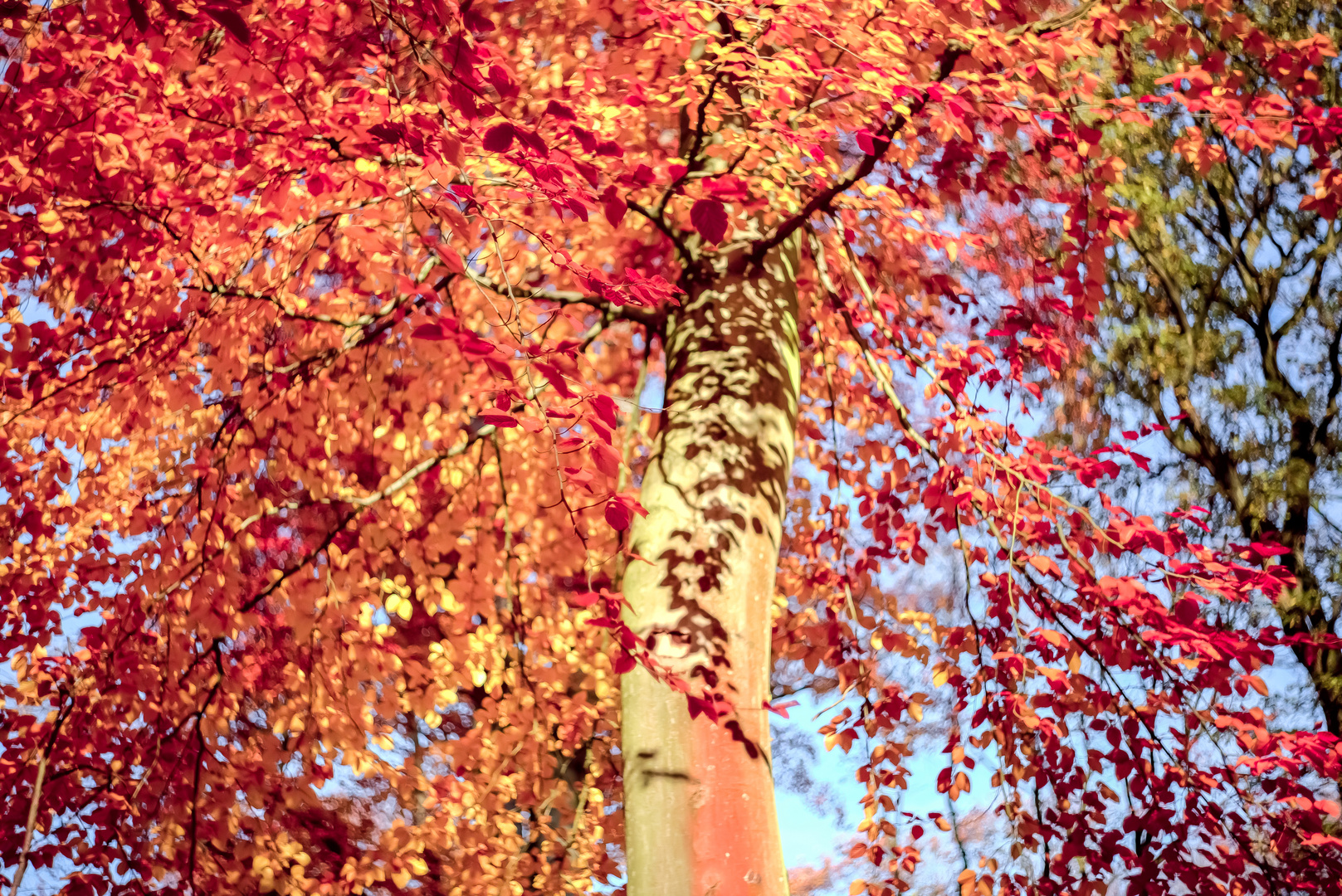 Der rote Baum