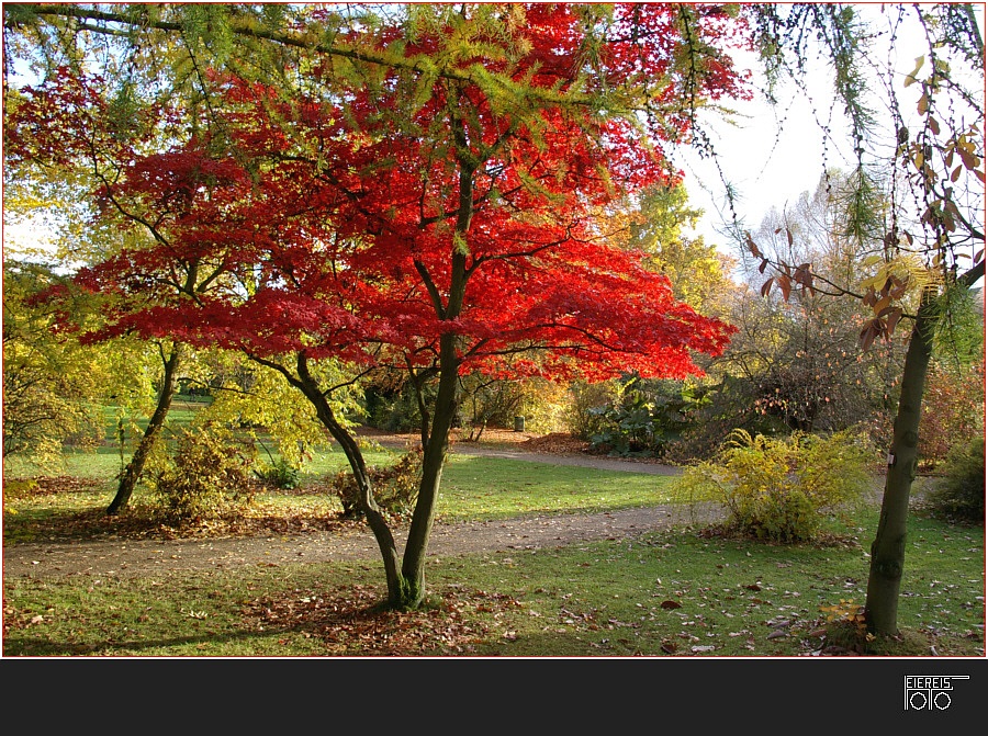 Der rote Baum ...