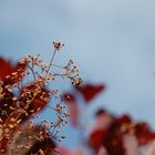 Der rote Baum - Perückenstrauch (Cotinus coggygria)