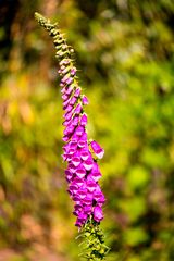 Der Rote Fingerhut (Digitalis purpurea)....